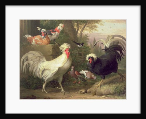 Cockerels and Pigeons by Jakob Bogdani or Bogdany