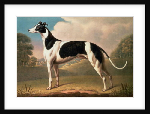 Greyhound, 1800 by Benjamin Killingbeck