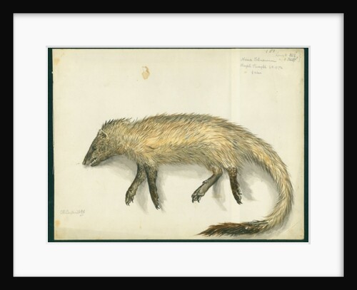Mongoose, 1872 by Claude Conder