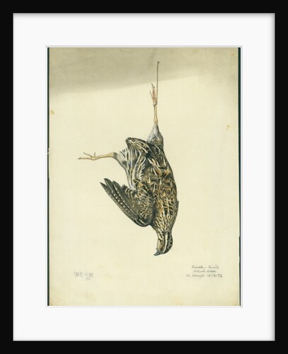 Quail, 1872 by Claude Conder