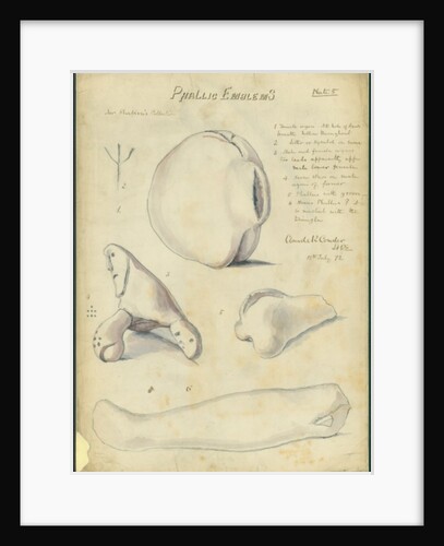 Phallic Emblems, Mr Shapira's Collection by Claude Conder