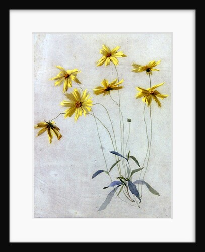 Study of Yellow Daisies, a Design for wallpaper by English School