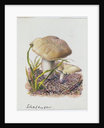 Study of Fungi by Josef Fleischmann