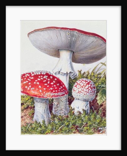Study of Fungus by Josef Fleischmann