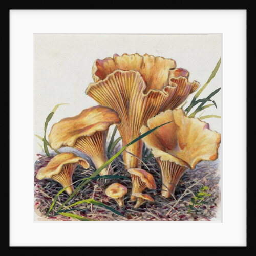 Study of Fungus by Josef Fleischmann