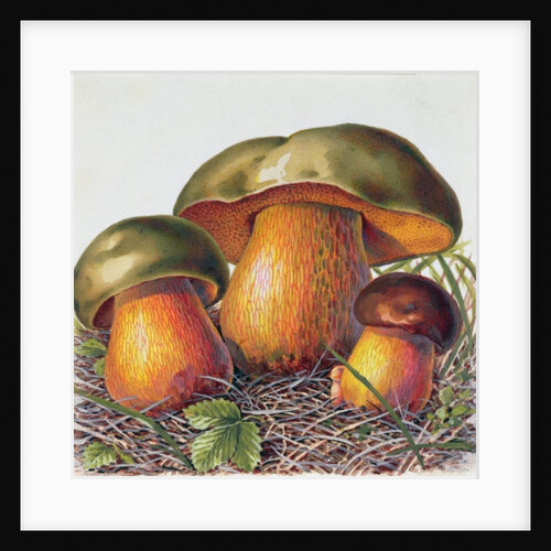 Study of Fungus by Josef Fleischmann