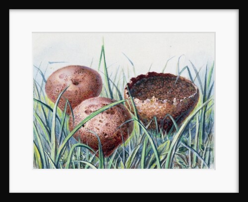 Study of Fungus by Josef Fleischmann