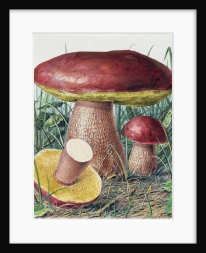 Study of Fungus by Josef Fleischmann