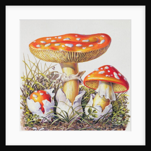 Study of Fungus by Josef Fleischmann