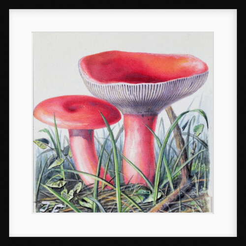 Study of Fungus by Josef Fleischmann