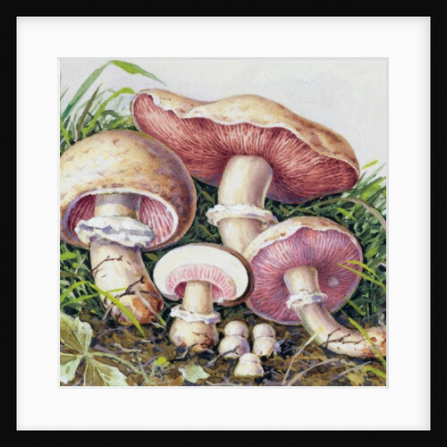 Study of Fungus by Josef Fleischmann