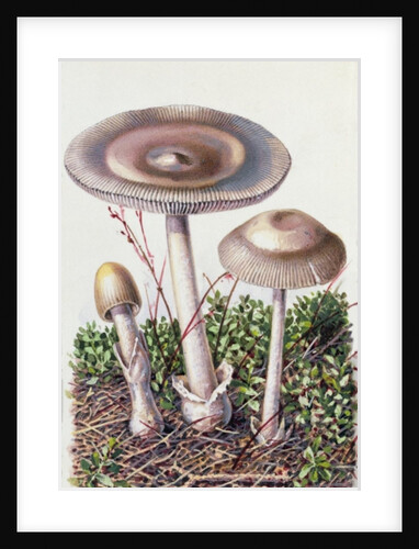 Study of Fungus by Josef Fleischmann