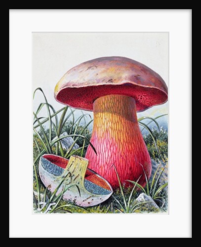 Study of Fungus by Josef Fleischmann