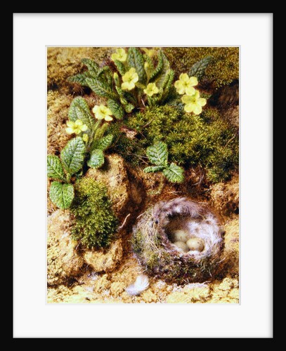 Primroses with Bird's Nest by William Henry Hunt