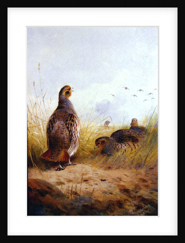 Three English Partidges, 1910 by Archibald Thorburn