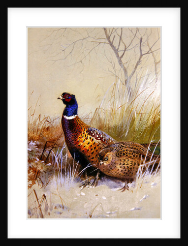 Chinese Ring-necked Pheasants in the Snow, 1910 by Archibald Thorburn