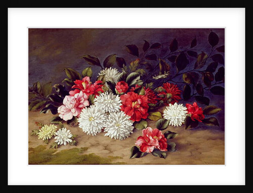 Still life of Chrysanthemums and Camelias, 1883 by W. R. Thompson