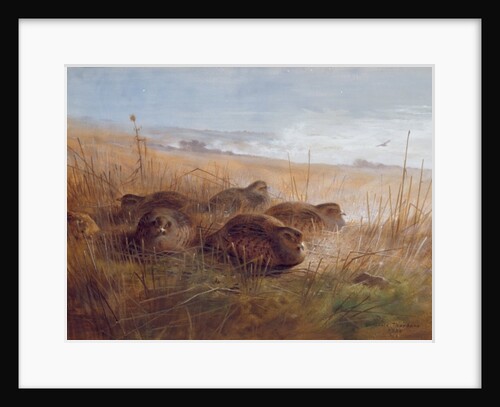 Snipe, 1923 by Archibald Thorburn