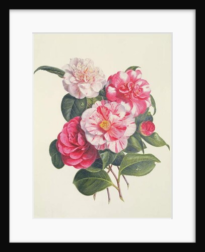 Camelias, c.1840 by Augusta Innes Withers
