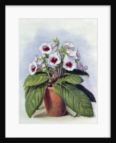 Gloxinia in a pot, c.1860 by Augusta Innes Withers