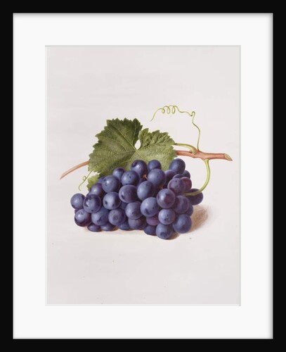 Fruit of the Vine, 1868 by Augusta Innes Withers