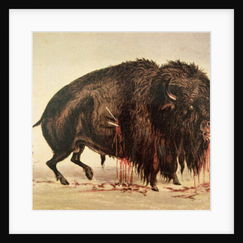 Buffalo stricken by arrows by George Catlin