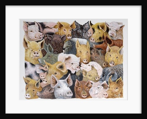 Pigs Galore by Pat Scott