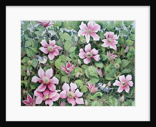 Nesting in Clematis by Pat Scott