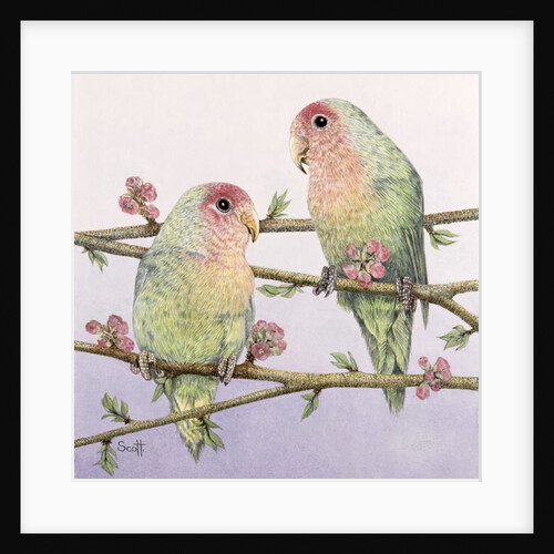 Love Birds by Pat Scott