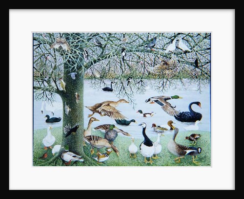 The Odd Duck by Pat Scott