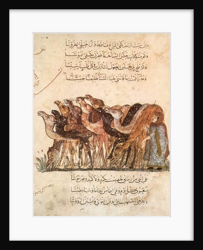 Ms Ar 5847 f.101, Herd of camels by Yahya ibn Mahmud Al-Wasiti