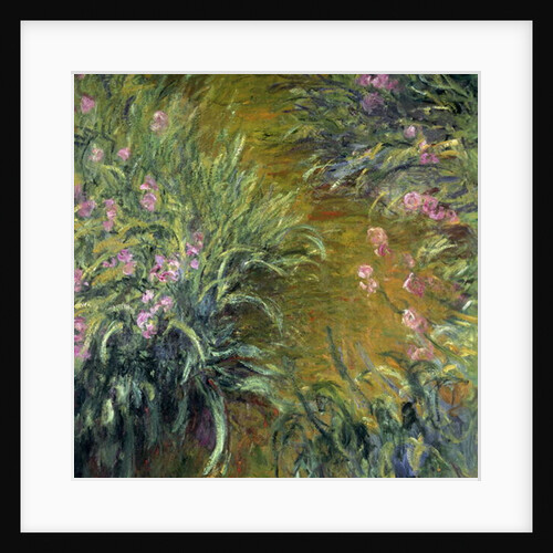 Iris by Claude Monet