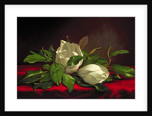 Magnolia by Martin Johnson Heade