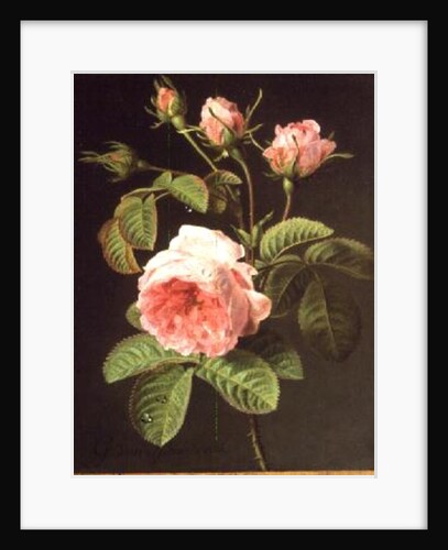 A Branch of Roses by Cornelis van Spaendonck