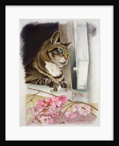 Stripy at the window by Anne Robinson