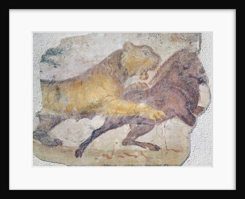 A Tiger attacking a Wild Boar by Roman