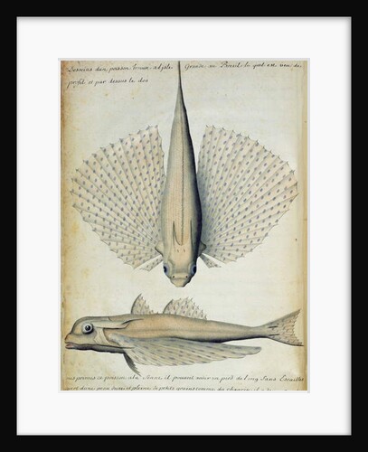 Fish found at Ilha Grande, Brazil by French School