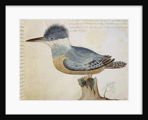 Bird, close to the Jay of France, near the Strait of Magellan by French School