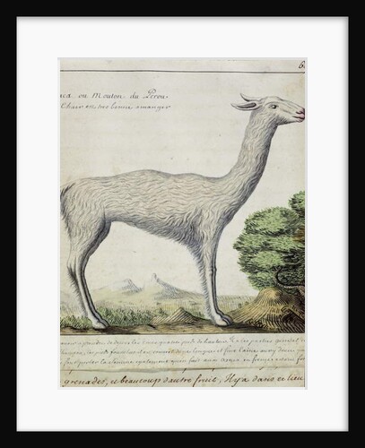 Sheep of Peru by French School