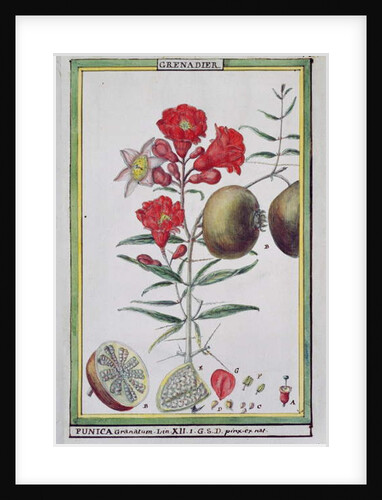 Pomegranate Tree by Delahaye Delahaye