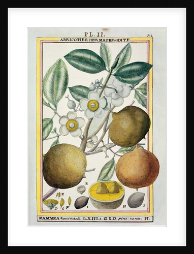 Hermaphrodite apricot tree by Delahaye Delahaye