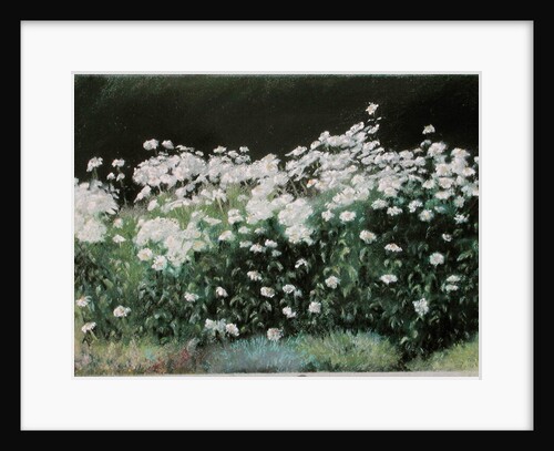 Shasta Daisies, 1992 by Anthony Rule