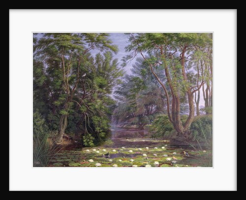 River Cherwell Waterlilies, 1851 by William Turner