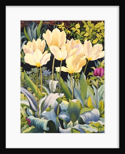 Pale Tulips by Christopher Ryland