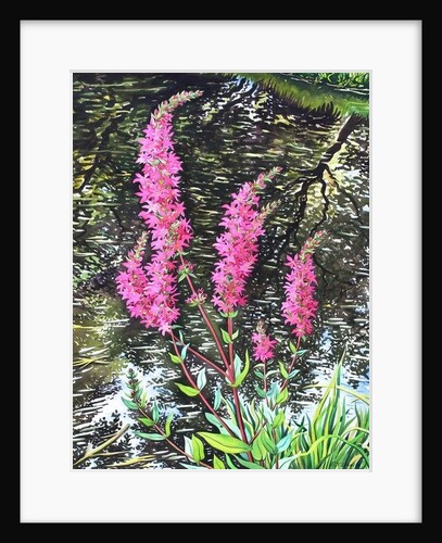 Wild Loosestrife, 2014 by Christopher Ryland