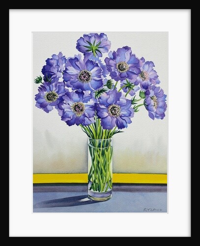 Scabious with Yellow Band, 2015 by Christopher Ryland