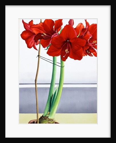 Red Amaryllis 2, 2016 by Christopher Ryland