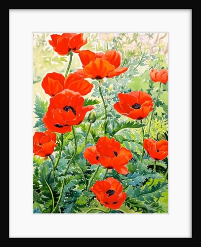 Garden Red Poppies, 2016 by Christopher Ryland