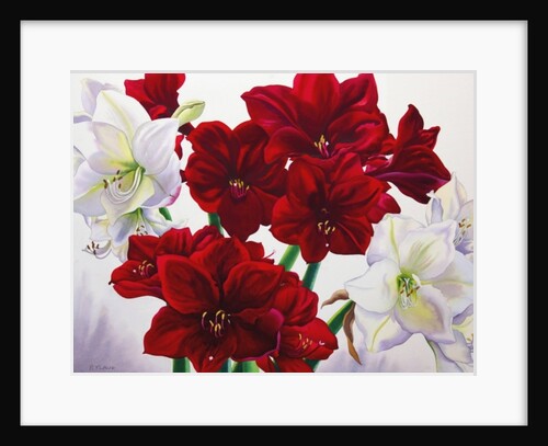 Red and White Amaryllis, 2008 by Christopher Ryland