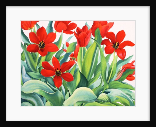 Madame Lefeber Tulips, 2017 by Christopher Ryland